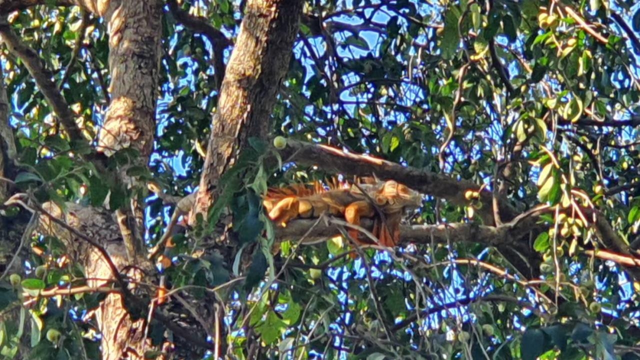 ปศุสัตว์ลพบุรีแจงอีกัวน่า ไม่น่ากลัว แต่ว่าน่ารัก เกษตรกรบอกไม่ได้สร้างปัญหา 