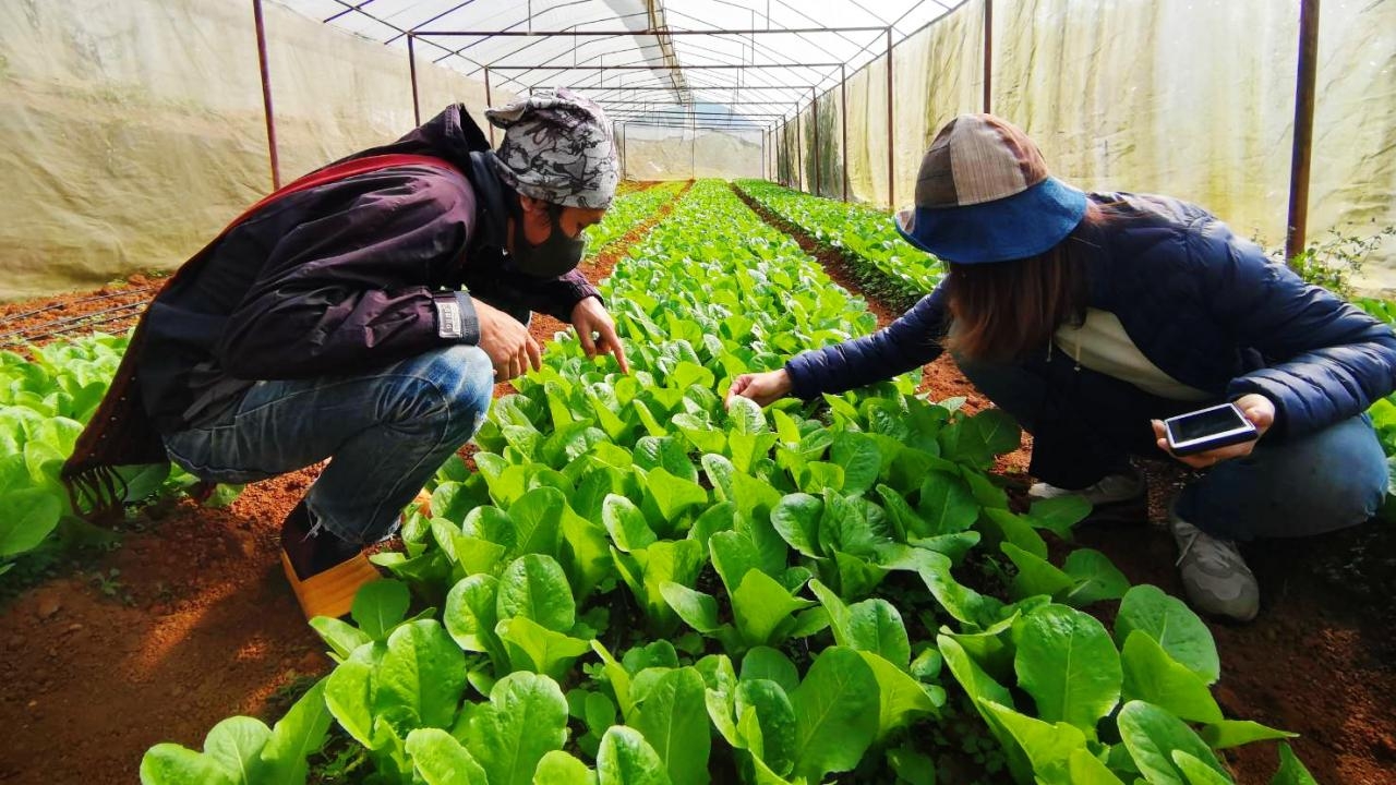 สวพส.ชูการปลูกพืชเกษตรอินทรีย์ ช่วยแก้จนแก่คนพื้นที่สูง โอกาสทางตลาดยังมีสูง