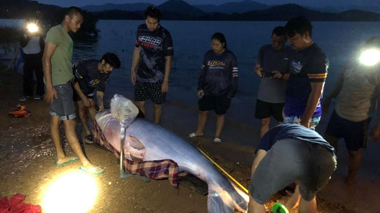 เทศกาลล่าปลาบึก เขื่อนแก่งกระจาน เริ่มแล้ว 3 วัน จับ 20 ตัว หนัก 220 กก.