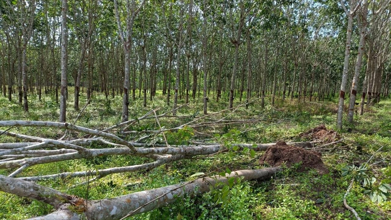 โขลงช้างป่าบุกสวนยางที่ท่าตะเกียบ เกษตรกรหวั่นจะไม่เหลือ วอนรัฐแก้ปัญหาจริงจัง