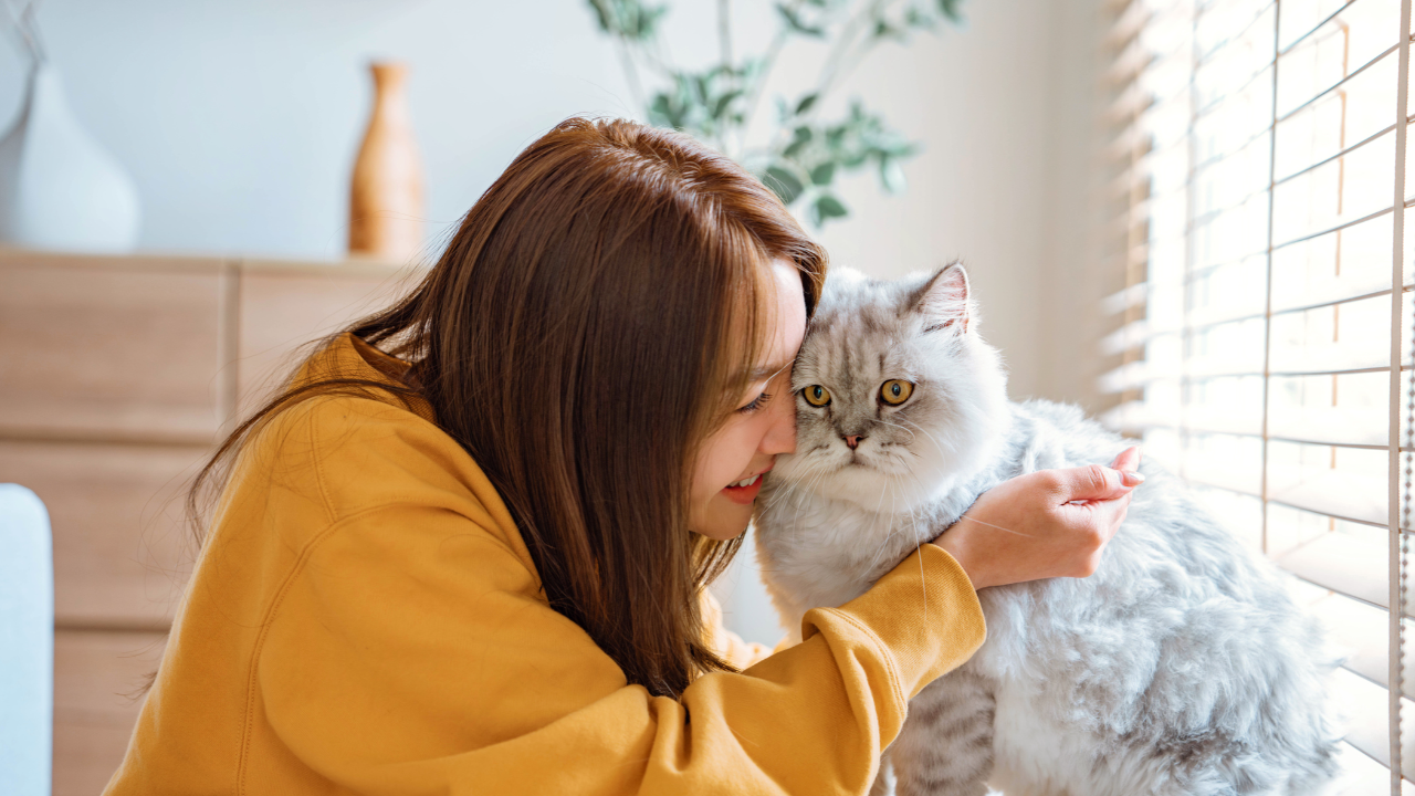 5 พฤติกรรมต้องห้ามทำกับ ‘แมว’ มีสิทธิโดนเจ้านายเกลียด และไม่ชอบได้