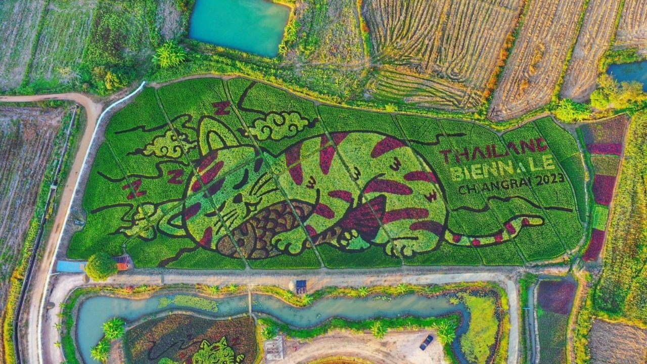 ทั่วโลกให้ความสนใจ "ศิลปะบนนาข้าว เชียงราย" ในน้ำมีปลา ในนามีแมว