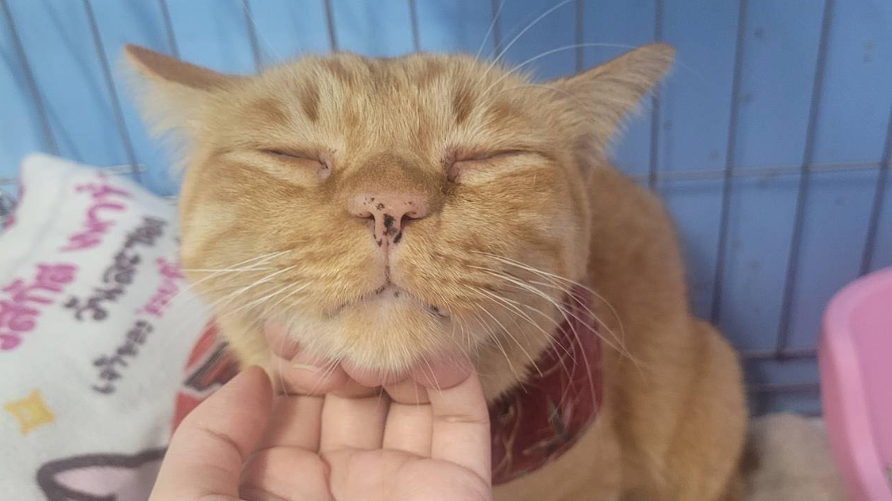 เจอแล้ว "กูส" แมวส้มป่วยไตวาย เดินกลับมาบ้านเอง ปลอดภัยดีแต่น้ำหนักลด