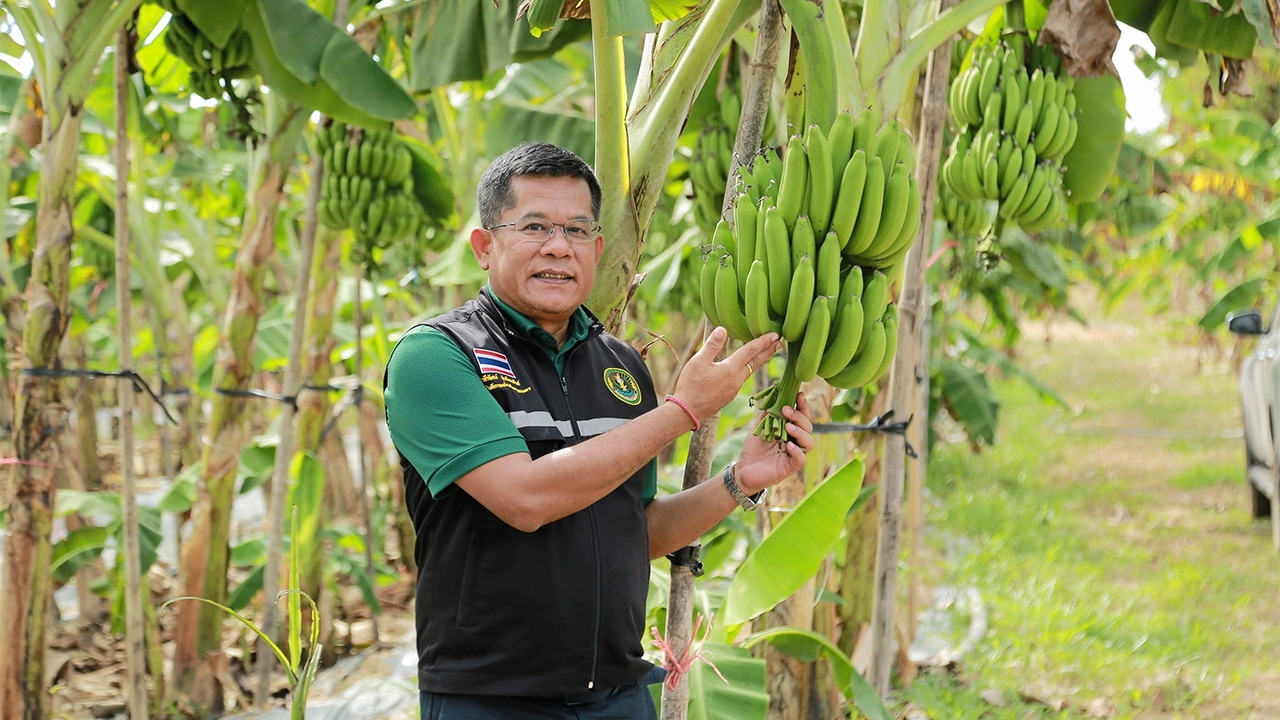 มาตรฐาน GAP พืชอาหาร