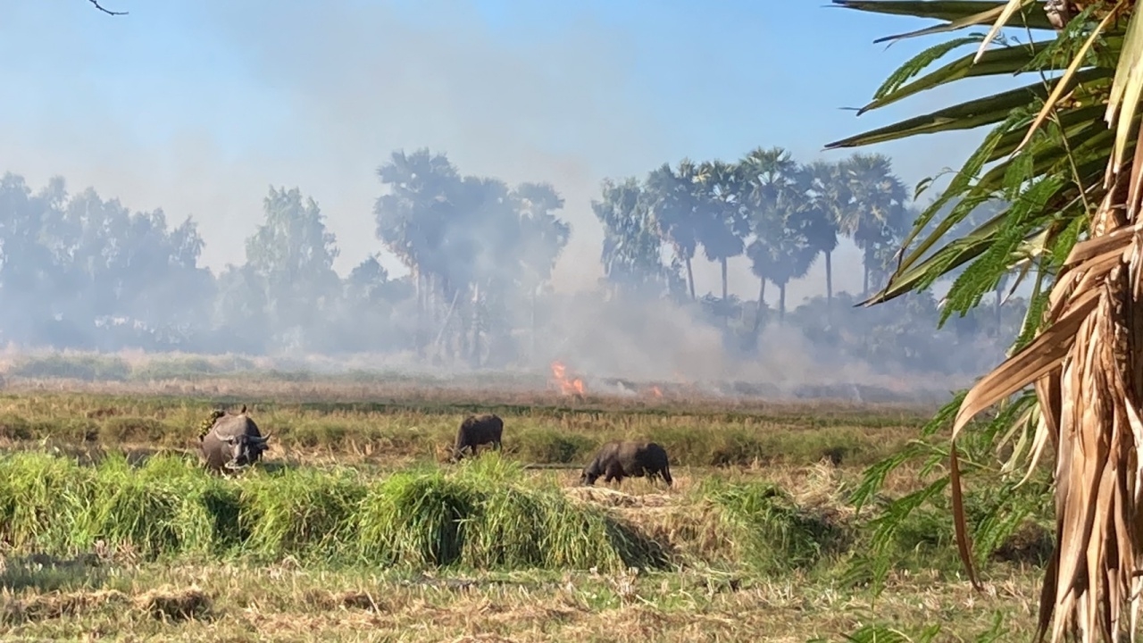 โคราช ค่าฝุ่น PM 2.5 พุ่ง หลังชาวนายังแอบเผาซังข้าว รถบรรทุกอ้อยวิ่งควันดำฟุ้ง