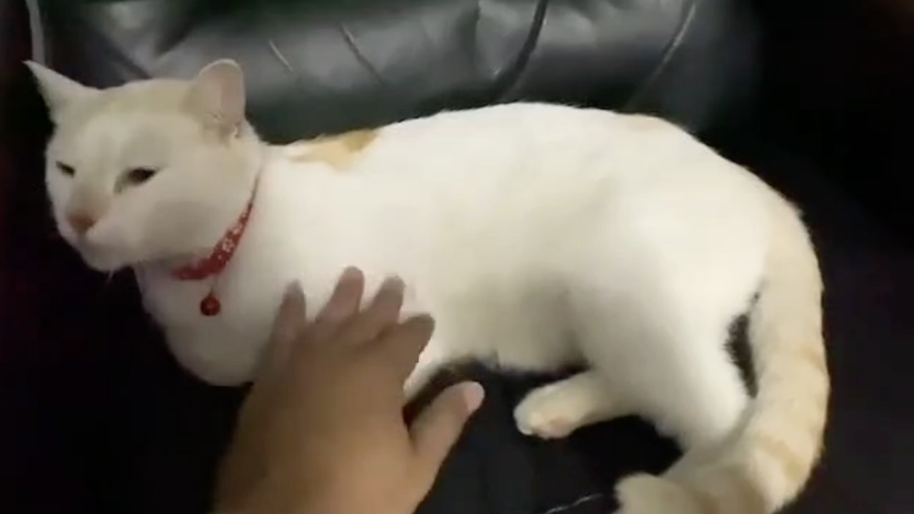 ตามหาเจ้าของ "แมว" ตัวแสบ แอบหนีออกจากบ้าน ปีนขึ้นต้นไม้สูงกว่า 6 เมตร