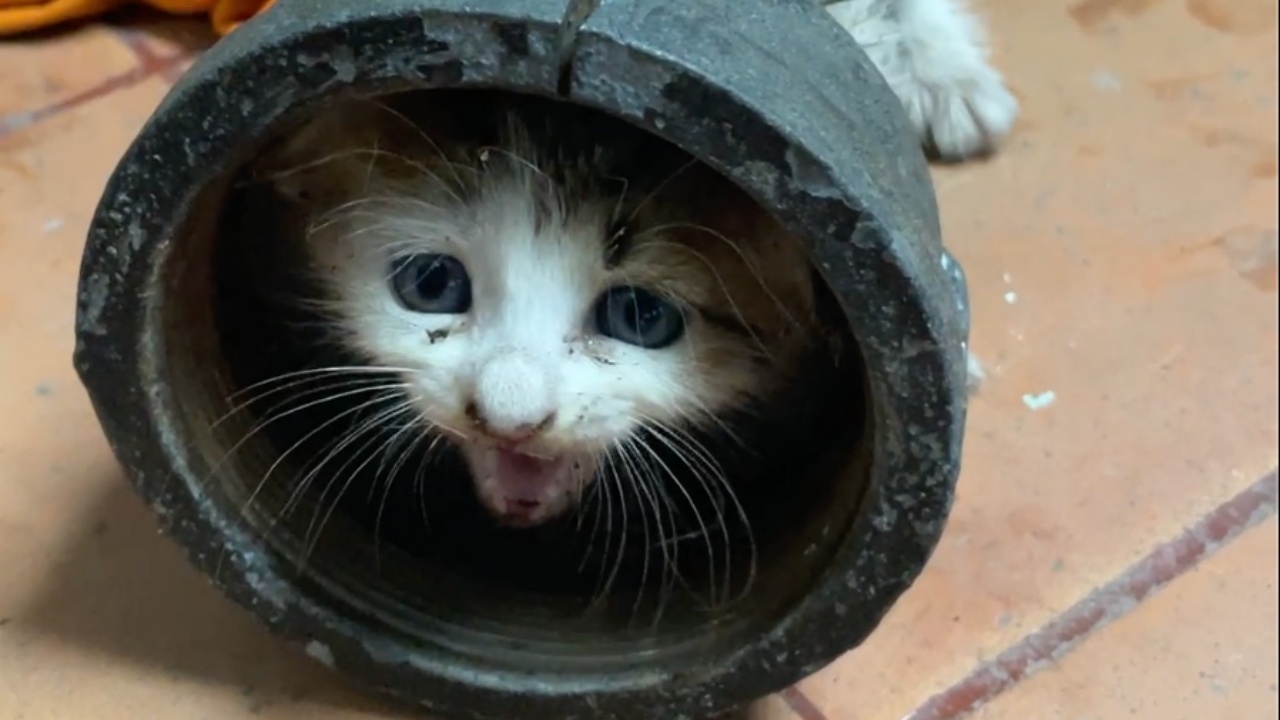 ซนจนได้เรื่อง น้องแมวหัวติดท่อ ช่วยทุลักทุเล ติดปัญหาที่แก้มใหญ่