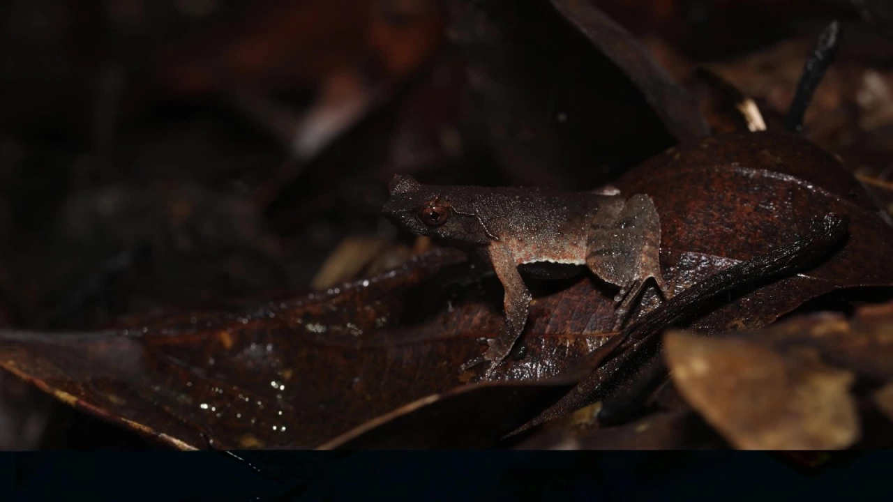 ฮือฮา นักวิทย์จีนค้นพบ 'คางคกมีเขา' พันธุ์ใหม่ มีแขนขาเรียวยาวที่กวางตุ้ง