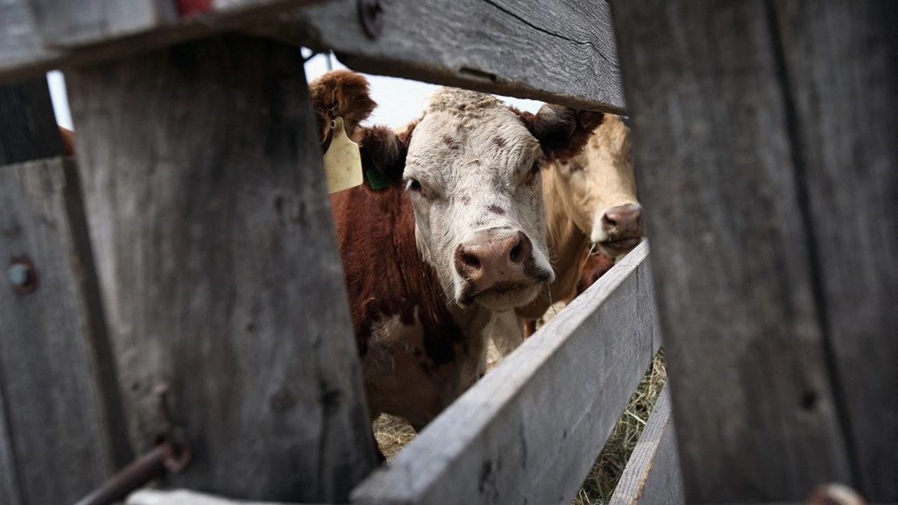 สหรัฐฯ พบผู้ติดเชื้อไข้หวัดนก H5N1 รายที่ 2 ของประเทศ คาดติดจากวัว