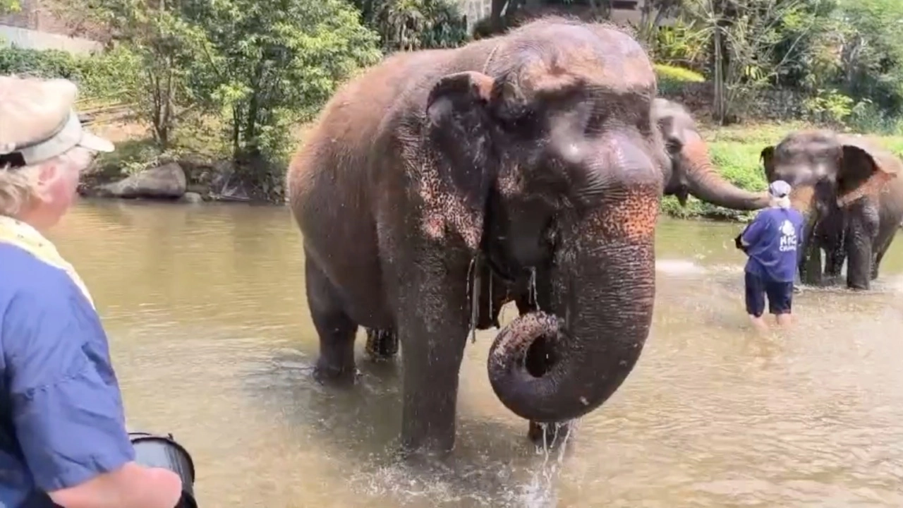 เชียงใหม่อากาศร้อน คนทำงานกลางแจ้งกลัวฮีตสโตรก ปางช้างลดเวลางานกันเครียด