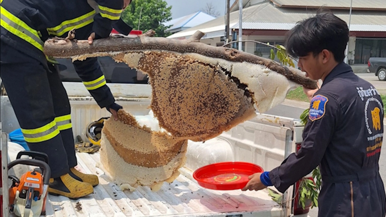 หวาดเสียวมาก ชายวัย 40 ปี เล่านาทีถูก "ผึ้งหลวง" กว่า 200 ตัว รุมต่อยจนล้มลง
