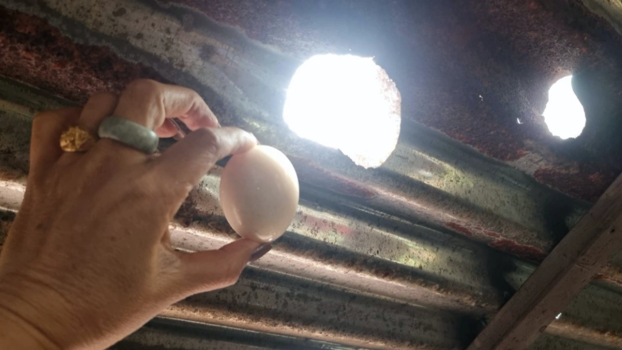 พายุฤดูร้อน หอบลูกเห็บลูกโตเท่าไข่ไก่ ถล่มบึงกาฬ