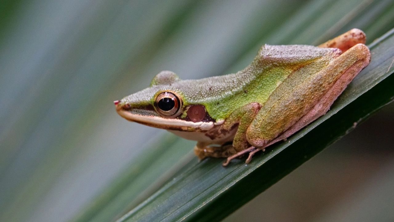 ทึ่งเลย ผลวิจัยพบ กบตัวเมีย 'กะพริบตา' สื่อรัก ไปถึงตัวผู้