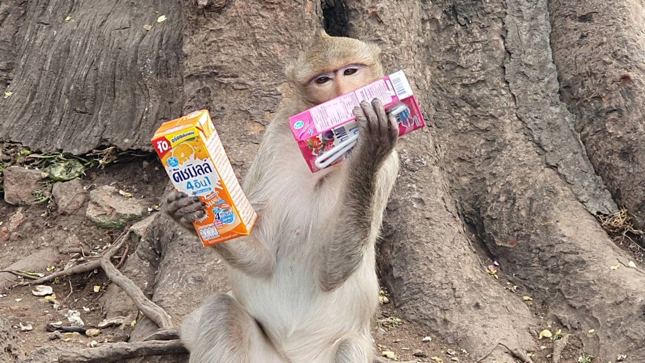 พาไปดู ลิงไฮโซ ศิษย์รักเจ้าพ่อพระกาฬ ลพบุรี กินหรูอยู่สบาย 