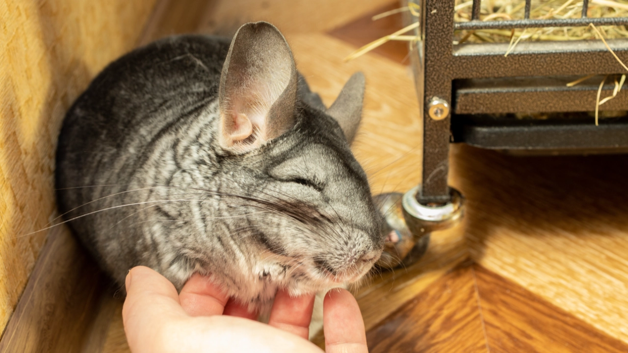 ทาสต้องรู้ ‘ฮีตสโตรกในสัตว์ Exotic’ แตกต่างกับสัตว์เลี้ยงปกติหรือไม่ ป้องกันได้อย่างไร