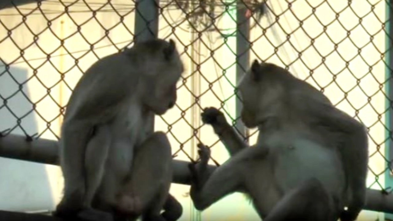 สุดทน 2 จ๋อแสบ ตั้งค่าหัวนำจับ "ธนเดช-ณเดช" ลิงโรคจิต-ลิงเจ้าชู้