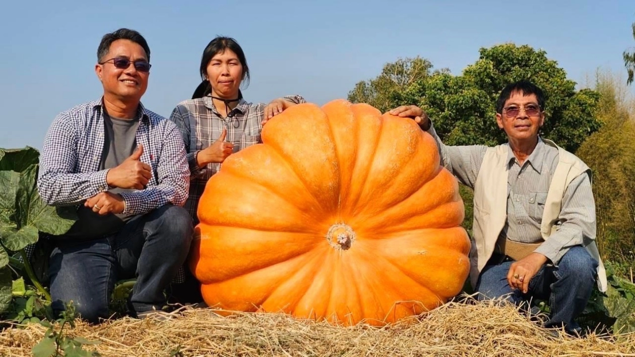 ศิษย์เก่าแม่โจ้อวดโฉม “ฟักทองยักษ์” ที่สวนพนาวัฒน์ อ.ฮอด คาดปีนี้ทะลุ 300 กก.