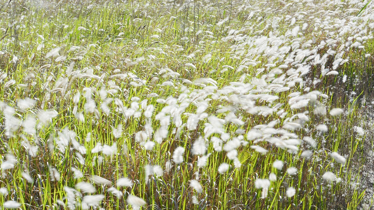 เมื่อลมเย็นพัดผ่าน