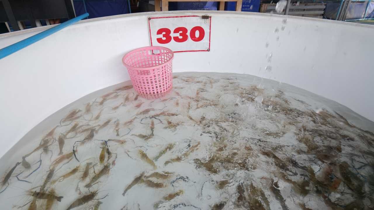 กลับสงกรานต์ผ่านกาฬสินธุ์ อย่าลืมแวะซื้อกุ้งก้ามกราม-เมี่ยงปลาเผา สดใหม่ราคาเดิม