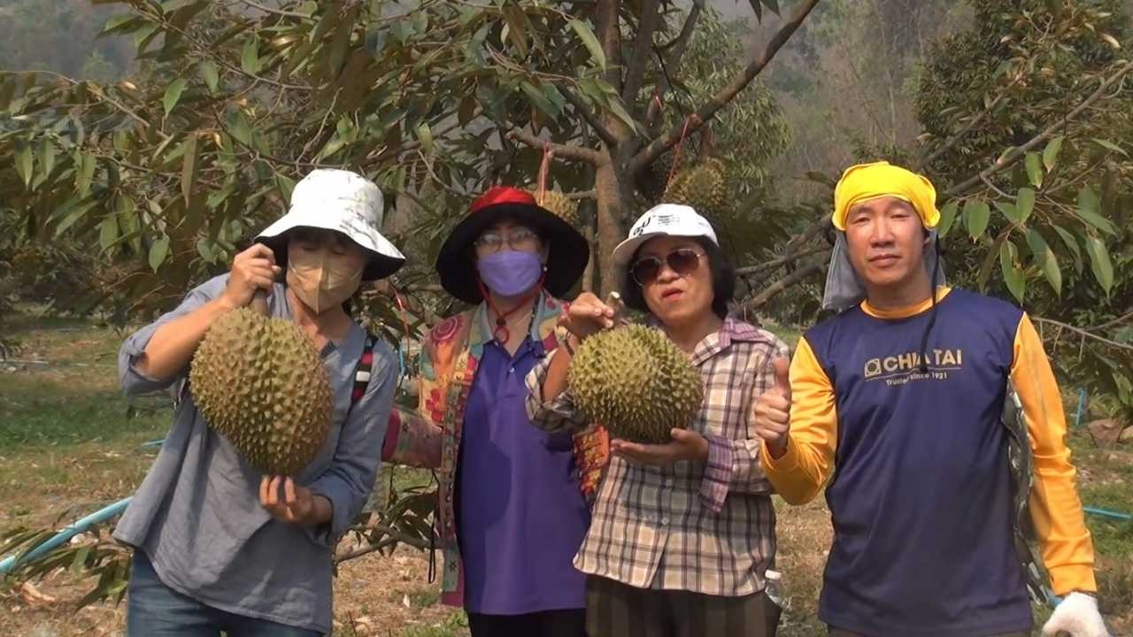 ทุเรียนสายน้ำแร่หมอนทอง ลอตแรกออกแล้ว สวนเร่งตัดคัดเกรดส่งขายเมืองจีน กก.ละ 200
