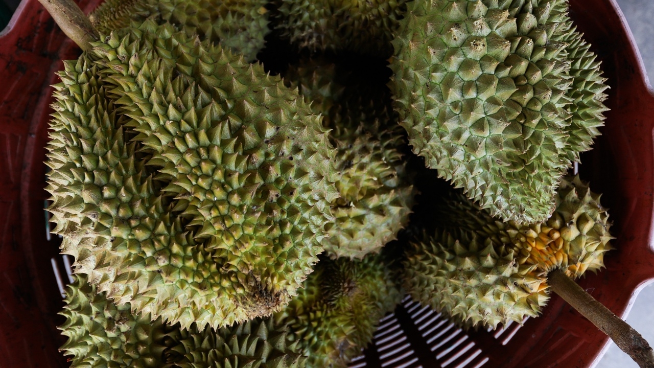 เปิดราคาทุเรียนต้นฤดูปี 67 ภาคตะวันออกราคาไม่เท่าเดิม เพิ่มเติมคือแพงขึ้น