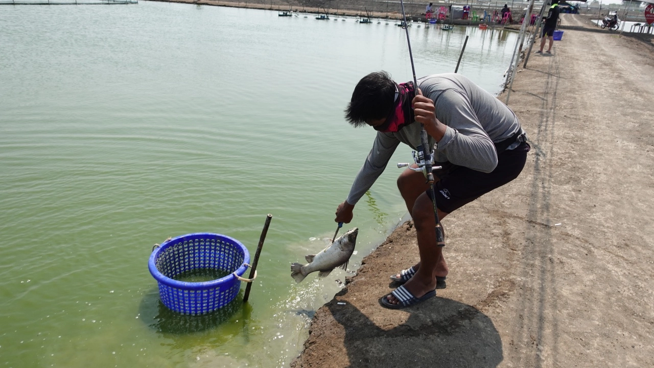 บ่อปลาตกกะพงขาว ขายช่วงสงกรานต์ กก.ละ 110 บาท แพ็กลังโฟมกลับบ้านให้ด้วย