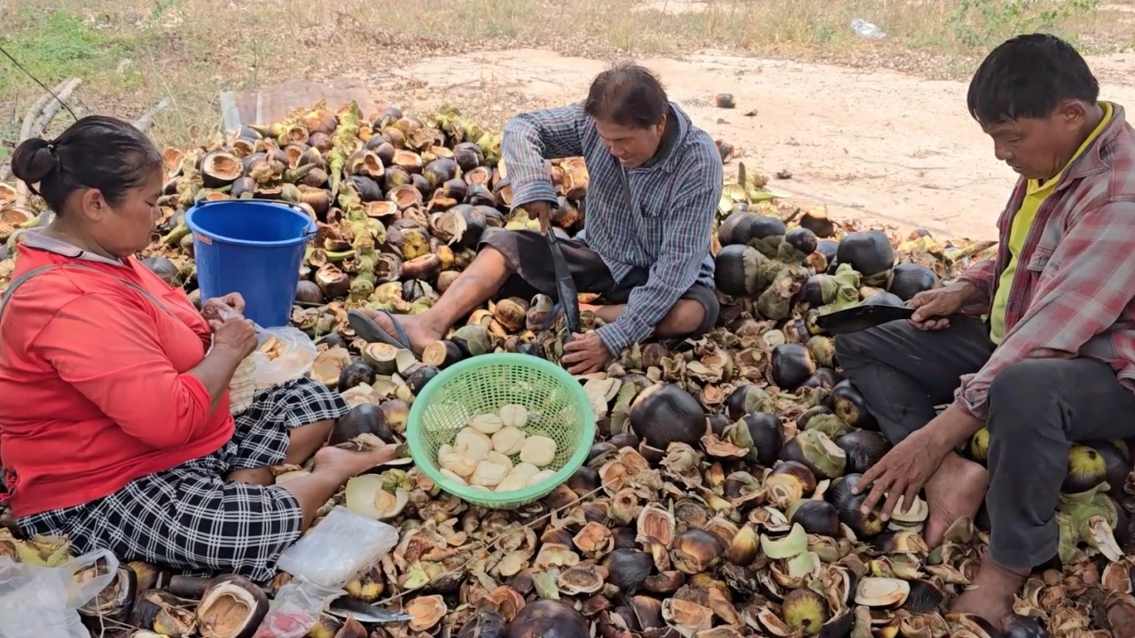 อากาศร้อนชาวนาอุทัยธานี หันมาขายตาลเฉาะ-น้ำตาลสด รายได้ดีวันละ 2 พันบาท
