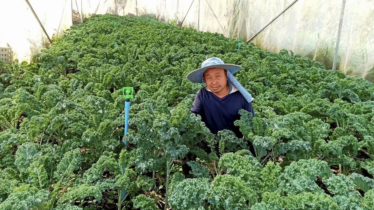 ผักเคลแม่แจ่ม