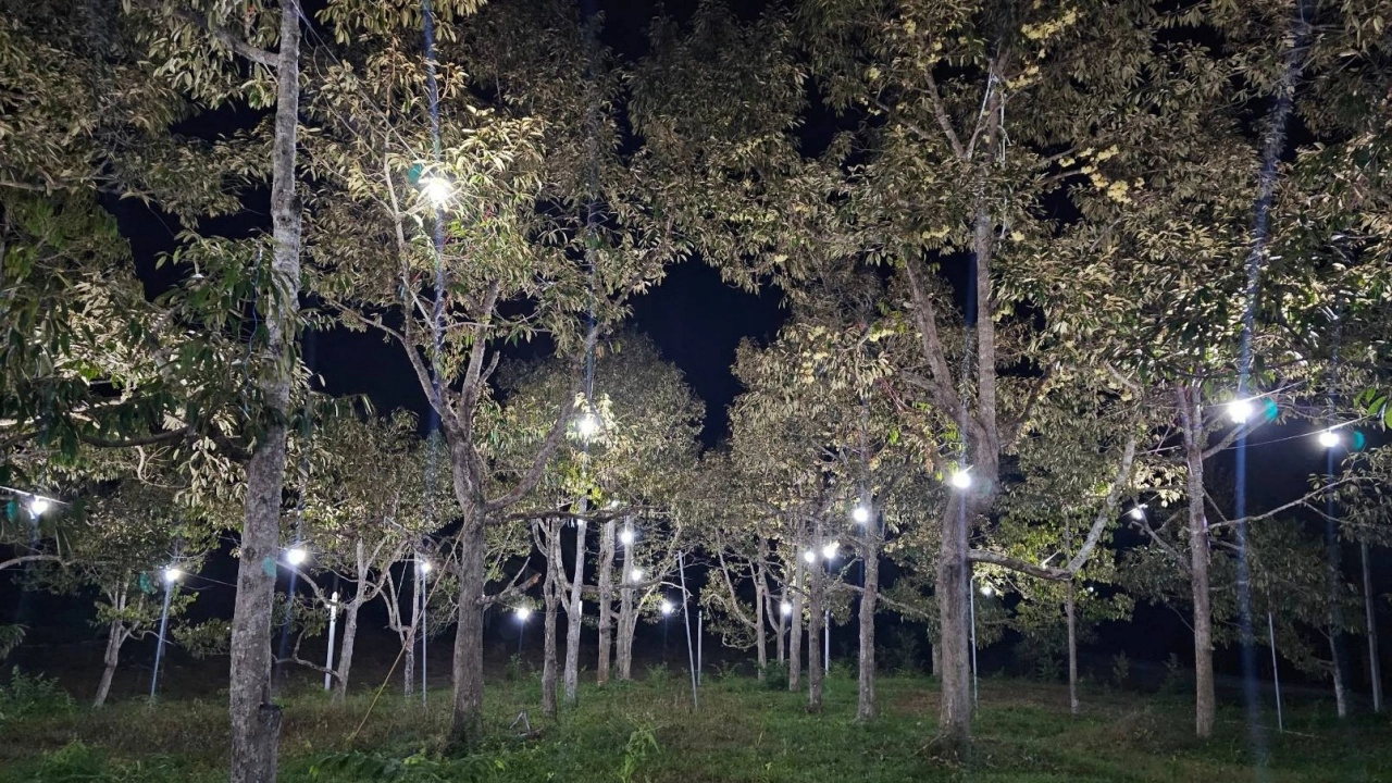 เข้าฤดูเปิดไฟในสวนทุเรียนยะลา ใช้แสงสีไล่ ล่อแมลง ป้องกันหนอนเจาะเมล็ดทุเรียน
