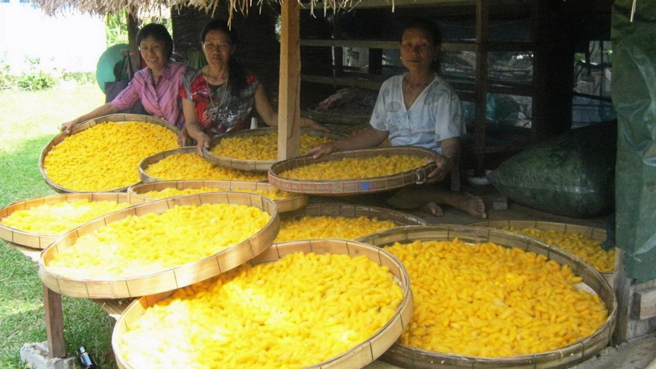 ไหมพันธุ์ใหม่..ศรีสะเกษ 72 เลี้ยงง่าย ใยไหมสีเหลืองเข้ม