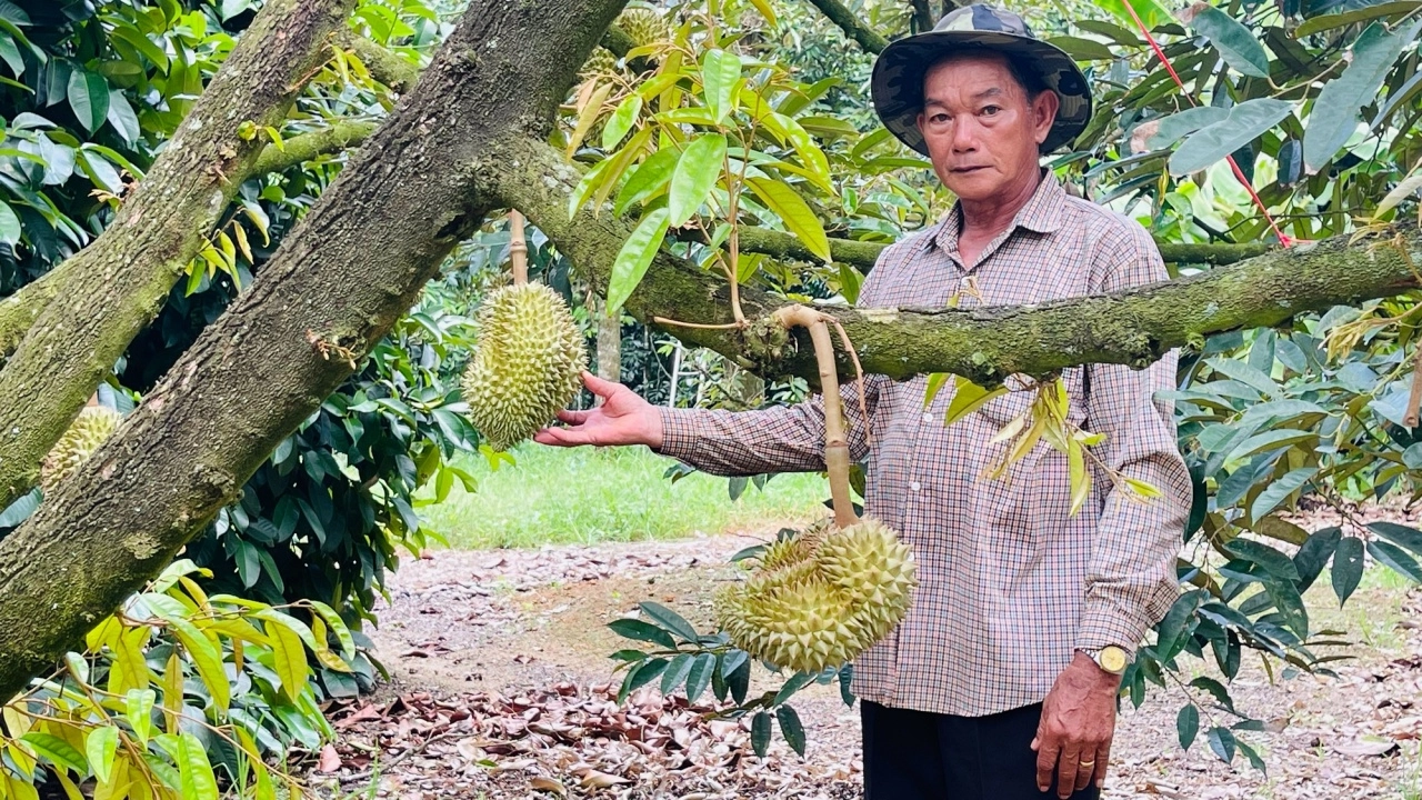 ยืนหนึ่งมาตลอด ทุเรียนเมืองจันท์ แม้ผลผลิตล่าช้า ยังการันตีคุณภาพส่งถึงปลายทาง 