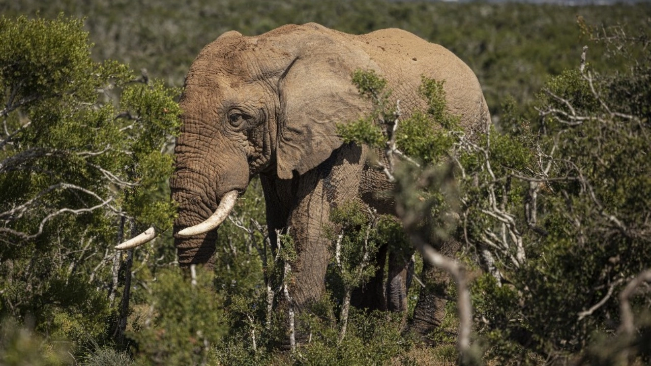 ช้างป่าแอฟริกาวิ่งไล่รถท่องซาฟารี ก่อนพุ่งชนรถพลิกคว่ำ นทท.สูงวัยดับอนาถ (คลิป)