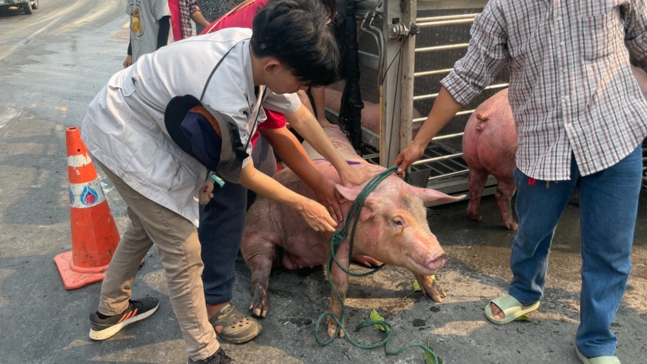 รถบรรทุกหมูคว่ำก่อนถึงโรงเชือด คนใจบุญผ่านมาเจอ เจรจาช่วยไถ่ชีวิต