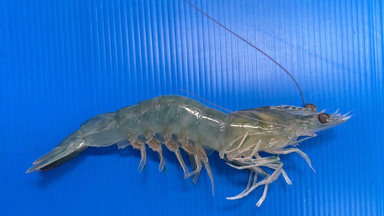 กรมประมง พัฒนาพันธุ์กุ้งขาวแวนนาไม "ศรีดา 1" ชูเด่นทนโรคสูง ให้ผลผลิตดี มีกำไร