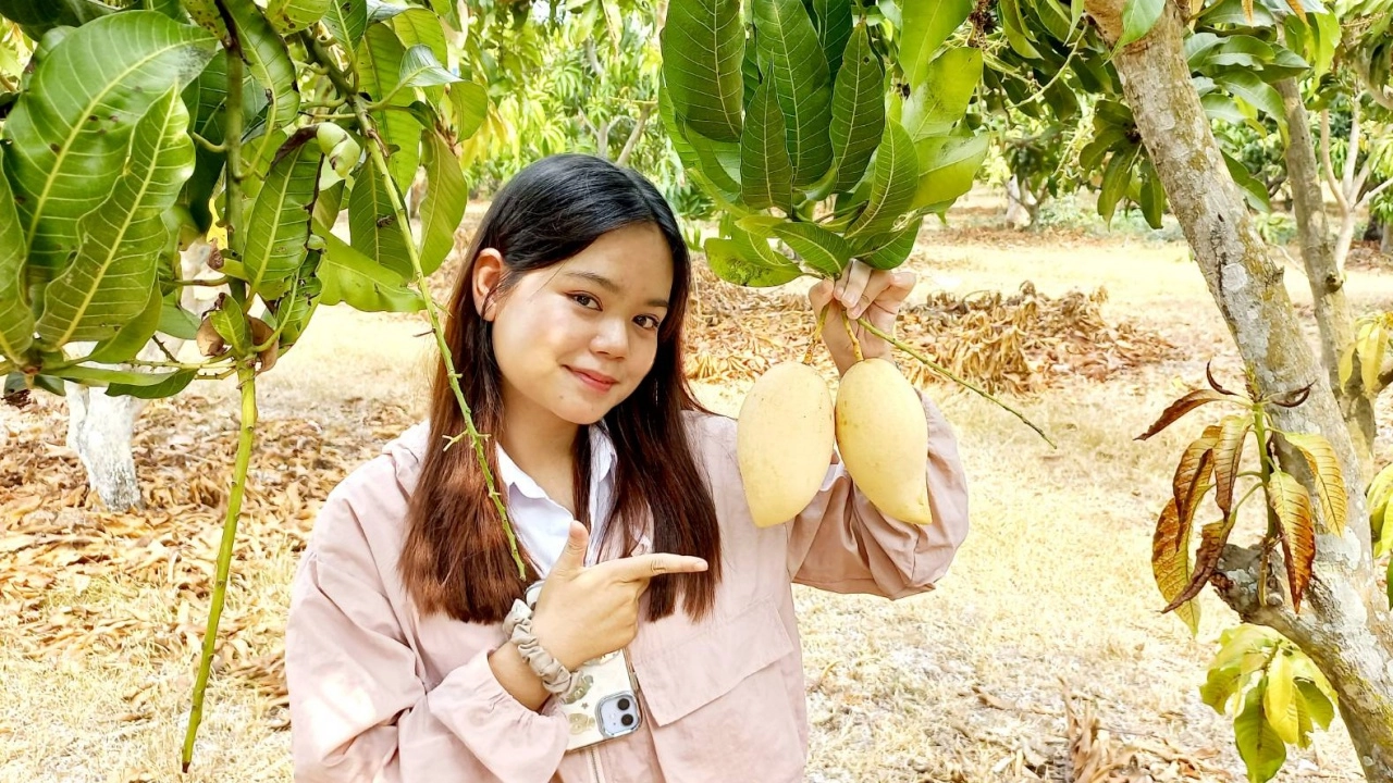 มะม่วงน้ำดอกไม้สีทอง สวนสายชล แชมป์เนื้อนุ่มหวานอร่อย เคยขายสูงสุด กก.ละ 100