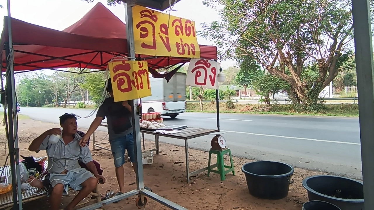 โคราชได้ฝนแรก ชาวบ้านจับอึ่ง เสียบไม้ย่างขายริมถนน 304 แบบสดราคาดี กก.ละ 600