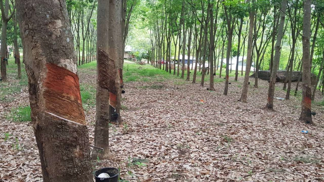 รัฐบาลปลื้มราคายางปี 67 เพิ่มต่อเนื่อง มั่นใจเกษตรกรได้เห็นทะลุ 100 บาท