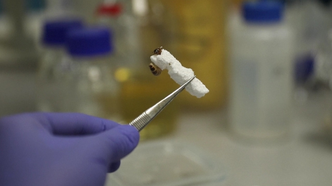 ‘ซุปเปอร์เวิร์ม’ หนอนกินพลาสติก ความหวังแก้ปัญหาขยะในเอเชียอาคเนย์