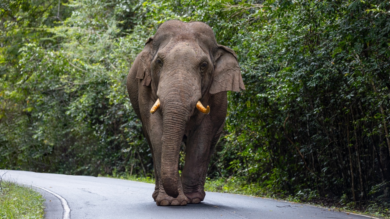 13 มีนาคม "วันช้างไทย" ร่วมตระหนัก เห็นความสำคัญของการอนุรักษ์ช้างไทย