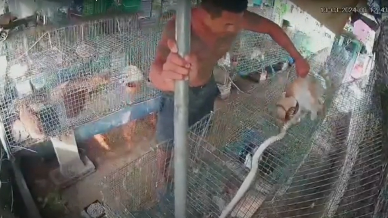 ทันเวลาพอดี นาทีเจ้าของช่วยกระต่าย ถูกงูเห่ากำลังรัด (คลิป)