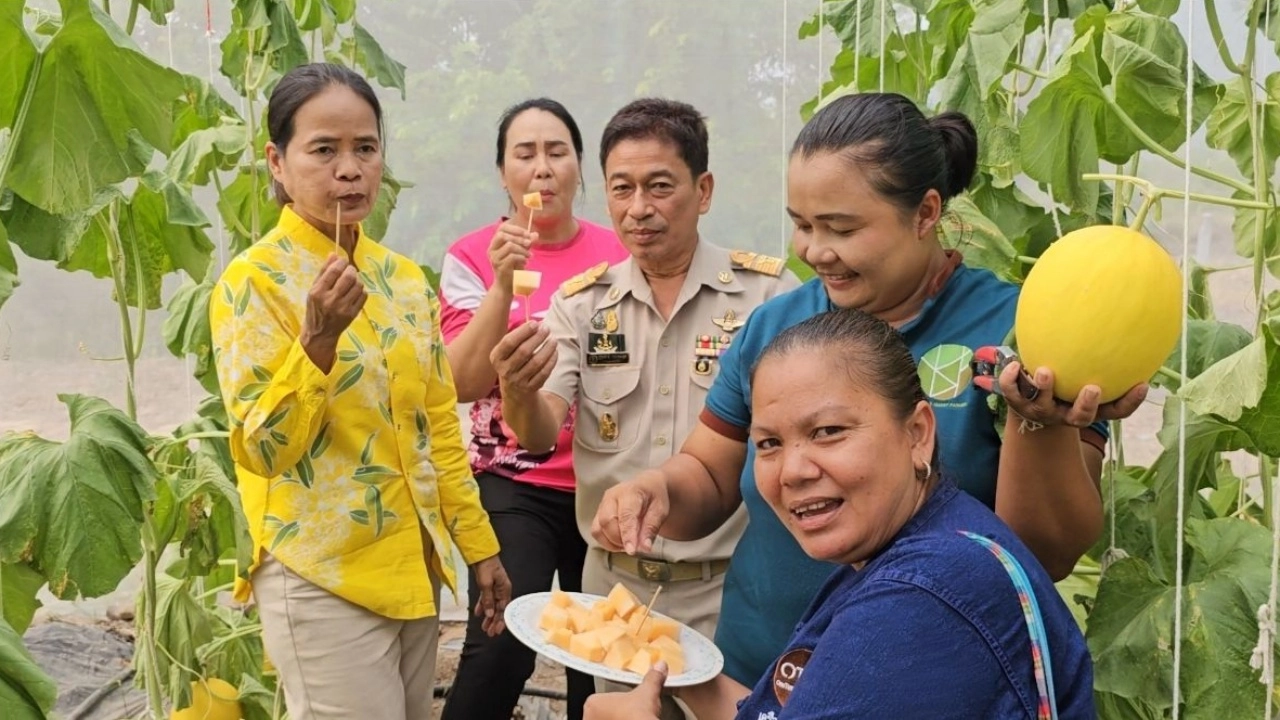 ชาวสวนตาพระยา ปลูกเมล่อนบนดินละลุ 1 เดียวของสระแก้ว เนื้อหวานกรอบยอดจองทะลัก