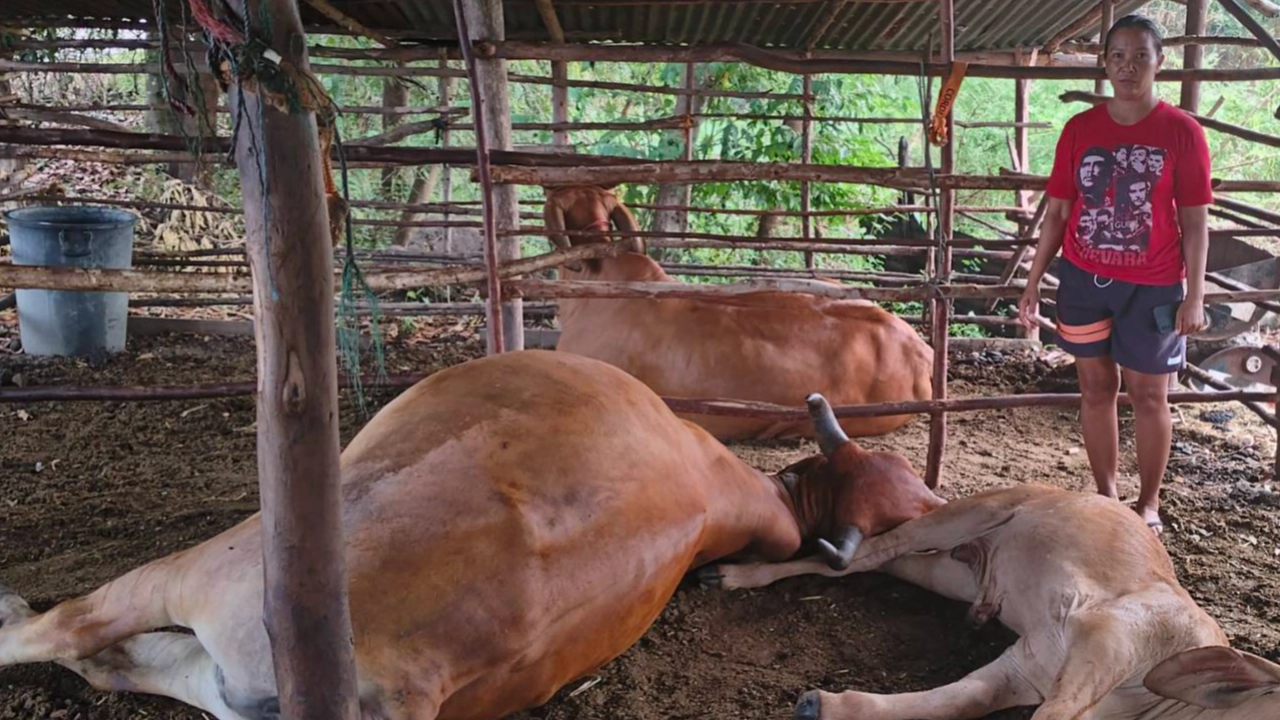 วาตภัย พายุลมฝนถล่มบุรีรัมย์ ฟ้าผ่าวัวแม่ลูกตายคาคอก 3 ตัว 