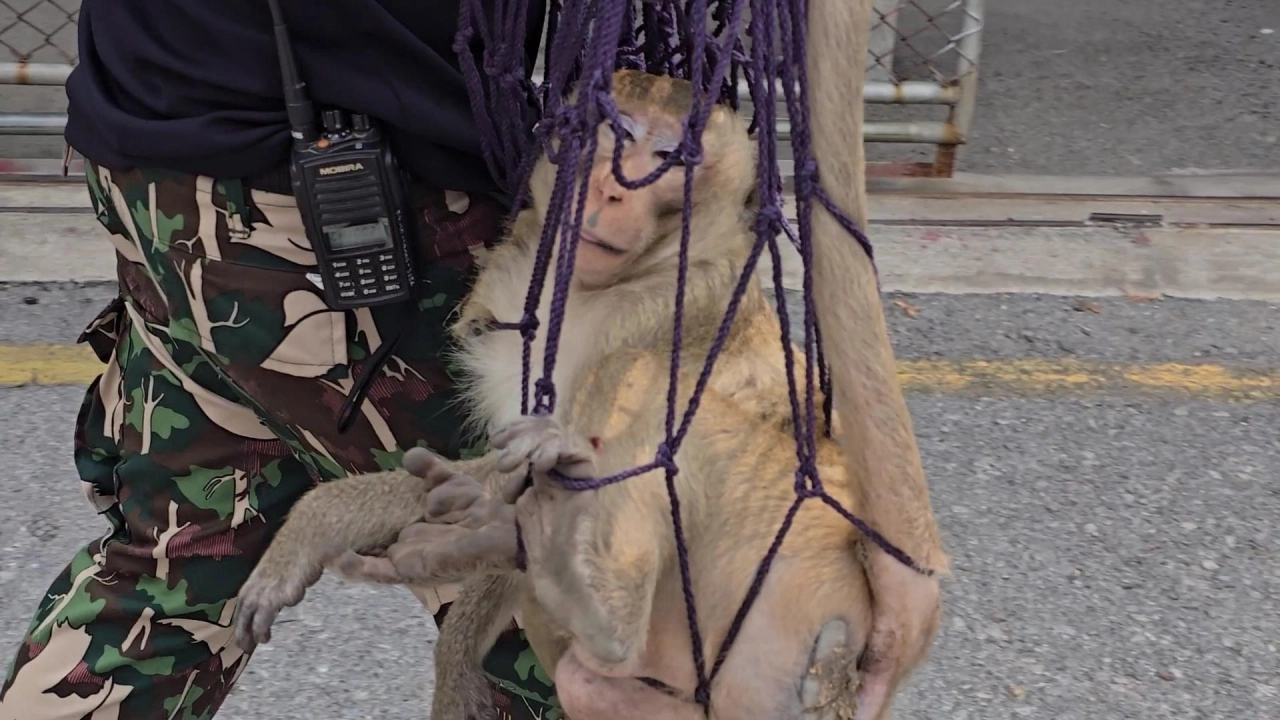 รวบแล้ว ไอ้เครา หัวหน้าลิง ขาใหญ่อันธพาลย่านราชดำเนิน 