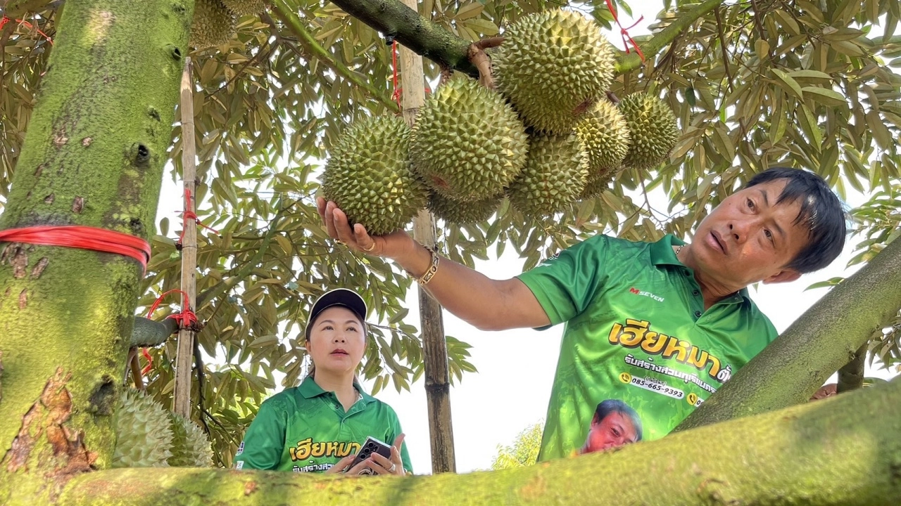 ทุเรียนโอวฉี่สวนเมืองจันท์ ออกแล้วเป็นผลผลิตต้นฤดู ขายรายได้ดี กก.ละ 500 บาท