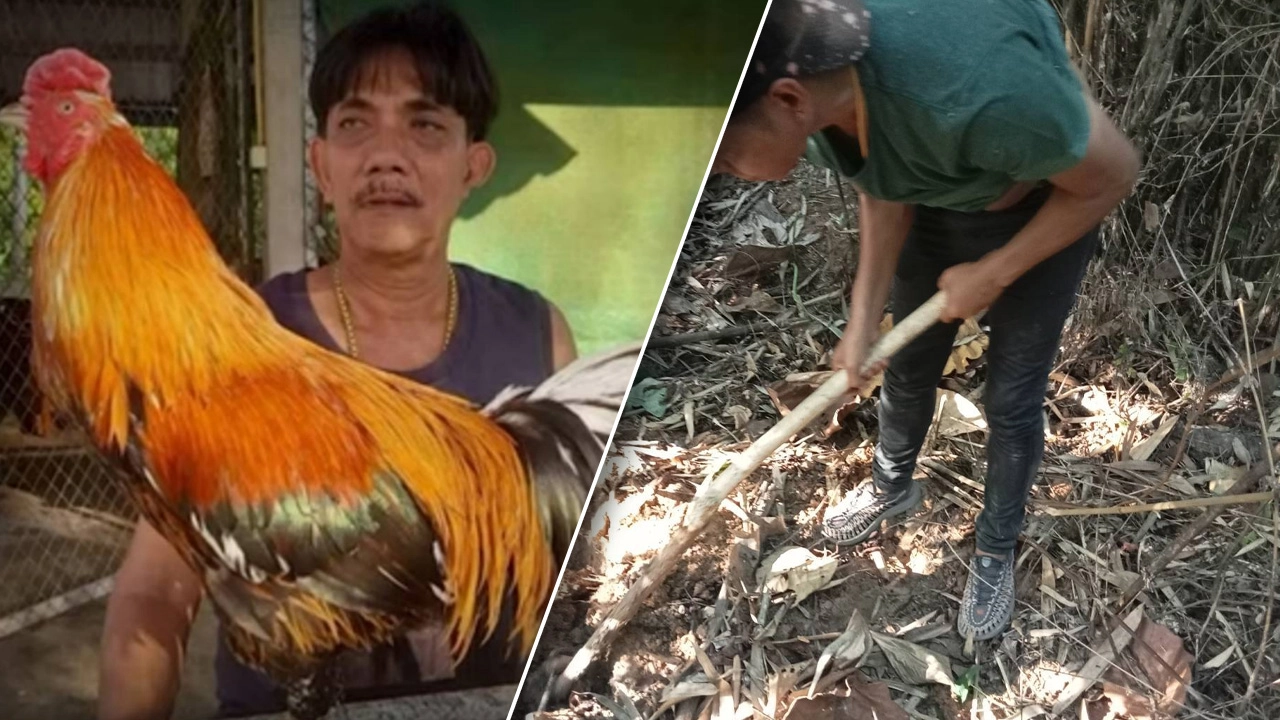 พบศพถูกฆ่าฝังดิน คาดเป็น "โกหมาส" เสี่ยสนามไก่ชน หลังหายปริศนา 2 เดือน