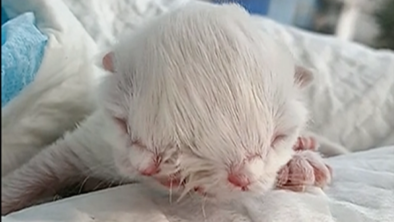 ชาวเน็ตจีนสุดสงสาร ลูกแมวเกิดใหม่มี 2 หัว แม่ไม่ยอมเลี้ยง