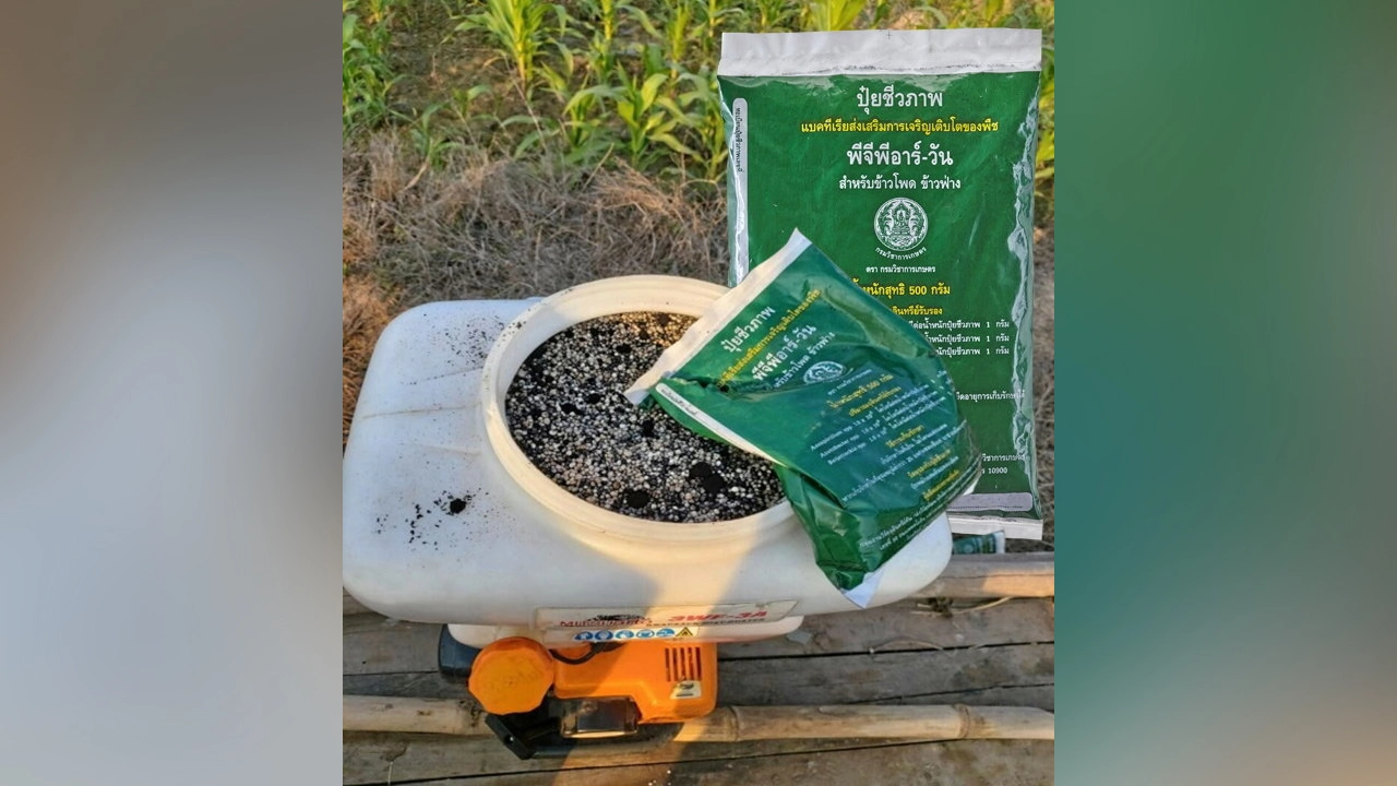 ปุ๋ยชีวภาพพีจีพีอาร์-1 เพิ่มกำไรข้าวโพดเลี้ยงสัตว์