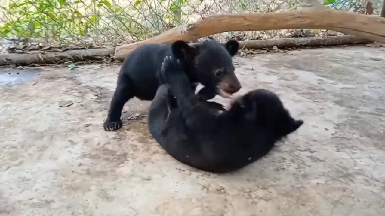 เอ็นดูเจ้า "กองทัพ" กับ "น้ำเมย" 2 ลูกหมีควาย ขณะเดินเข้าบ้านใหม่