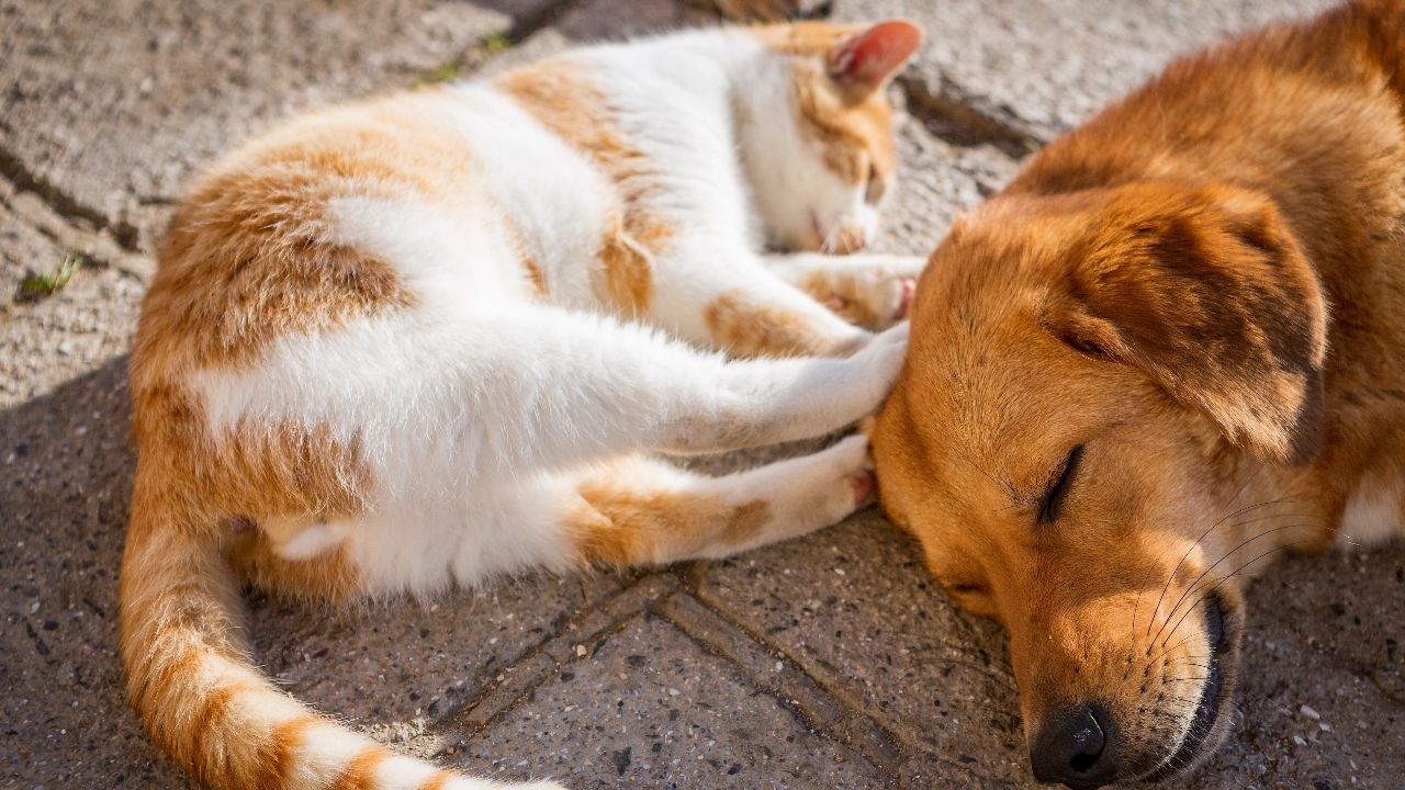 รอบรู้เรื่องฮีตสโตรกในหมา แมว ที่เหล่าทาสต้องรู้ และควรระวัง