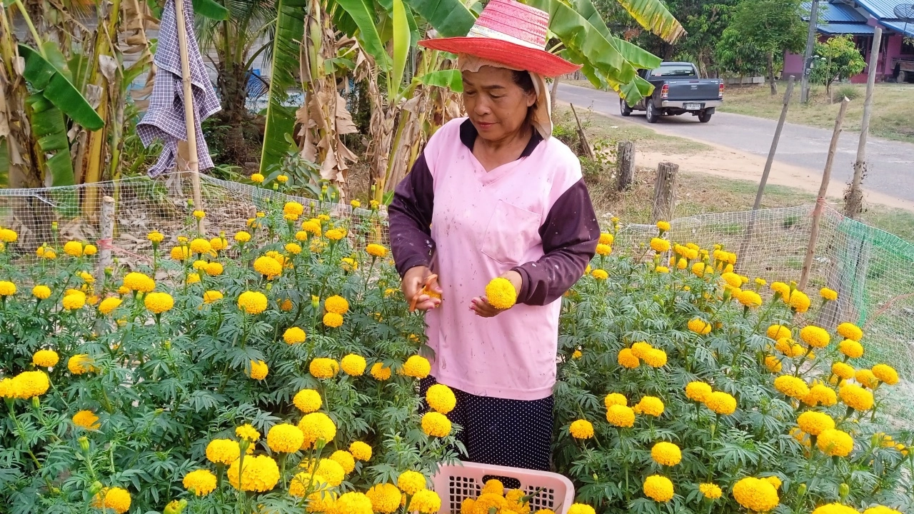 ทำนาแล้วขาดทุน สาวสุรินทร์หันมาปลูกดาวเรือง เก็บดอกขายทำเงินวันละ 2 พันบาท 